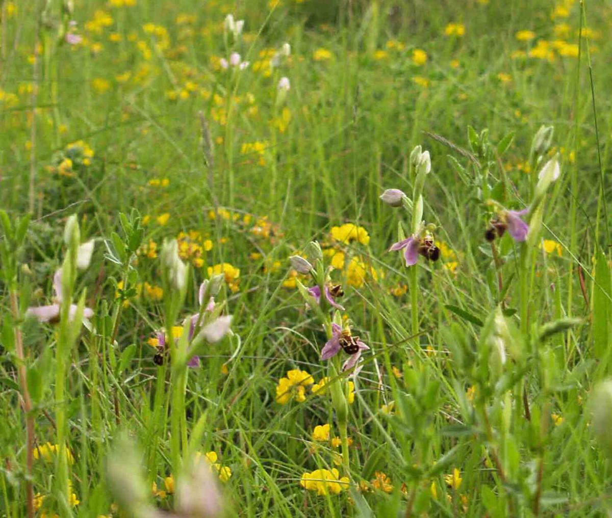 Orchid, Bee plant